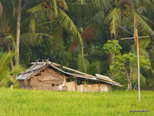 Rizière- Ubud- Bali - Indonésie